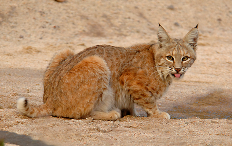 A Bobcat finds a seep in the Mojave Desert.