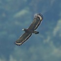 Taiwan Recon: Serpent Eagles rule!