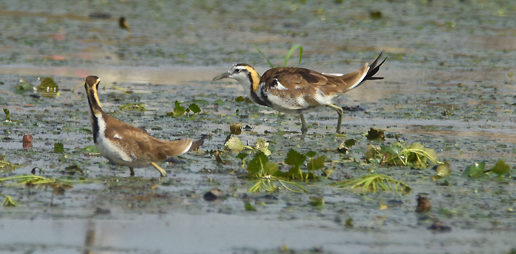 Scarce in Taiwan, Pheasant-tailed Jacana (Hydropasianus chirurgus) were just beginning to molt into their elaborate alternate plumage during our visit.