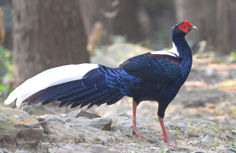 Swinhoe Pheasant is one of the more stunning of the  birds found nowhere else but Taiwan