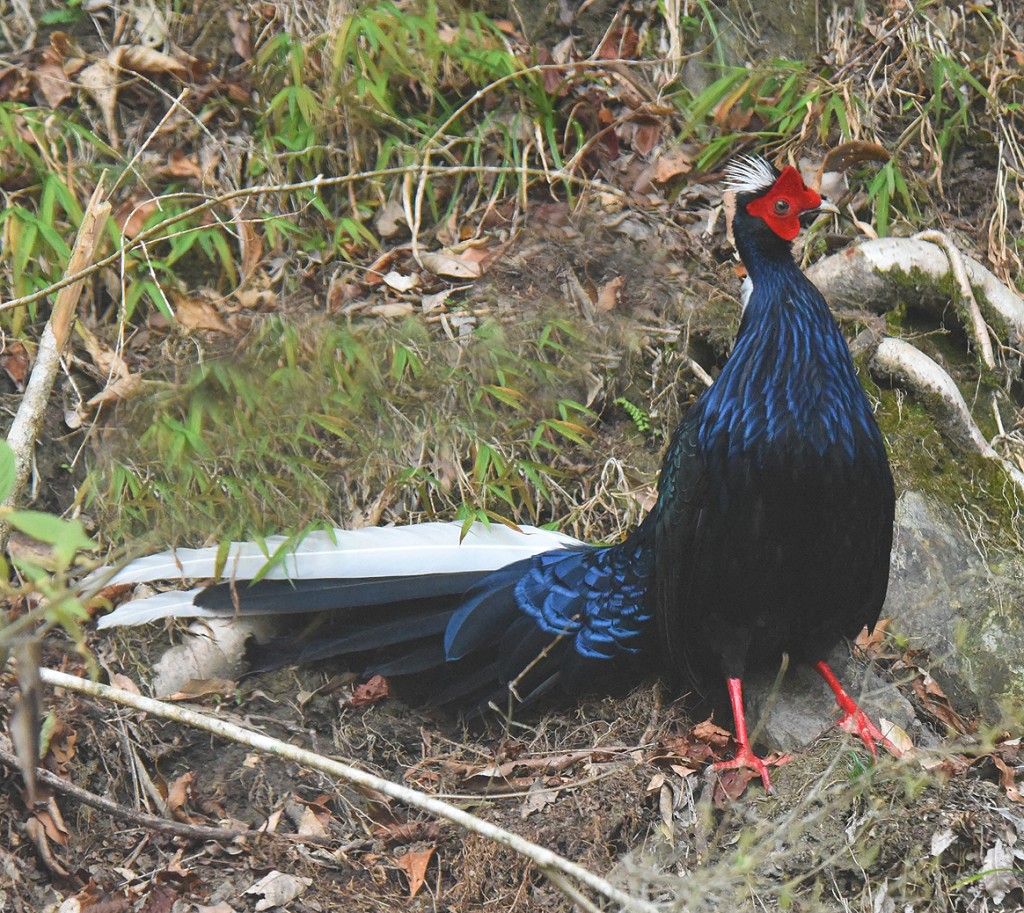 a male Swinhoe's Pheasant peaks out of the  forest in Amanshan