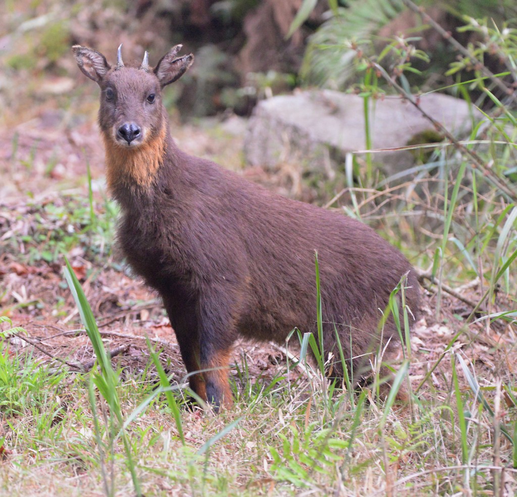 Rarely seen, Taiwan Serow (Naemorhedus swinhoei) are surprisingly large (up to 35kg), fast runners, can jump up to 2m and are good tree climbers.