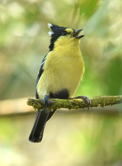 An endemic resident of Taiwan's mid-elevation montane forests this Yellow Tit  (Parus holsti) whistles a song 
