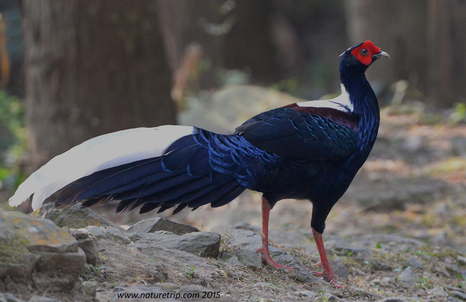 Birding Formosa – October 2015 Trip Report